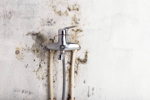 Best Bathroom Mold Remediation in Mount Sterling, IL
