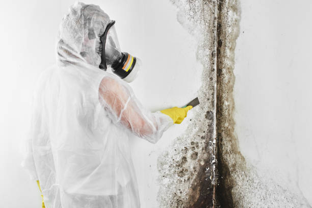 Best Industrial Mold Remediation in Mount Sterling, IL
