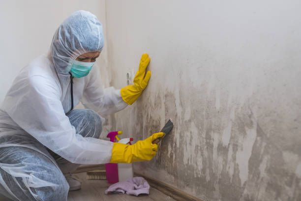 Best Attic Mold Remediation in Mount Sterling, IL