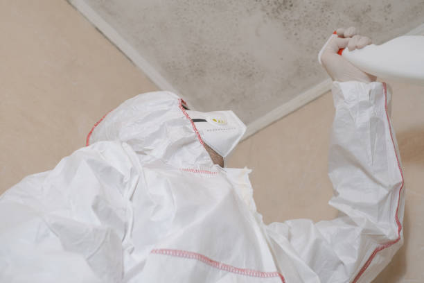 Best Emergency Mold Remediation in Mount Sterling, IL