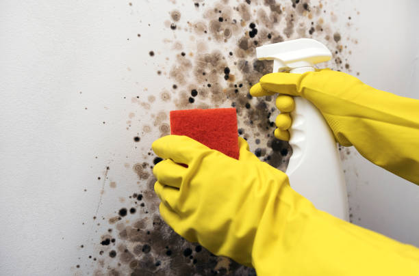 Best Kitchen Mold Remediation in Mount Sterling, IL