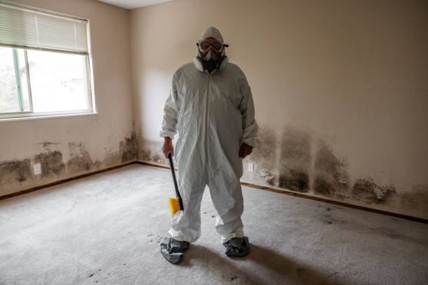 Best Basement Mold Remediation in Mount Sterling, IL
