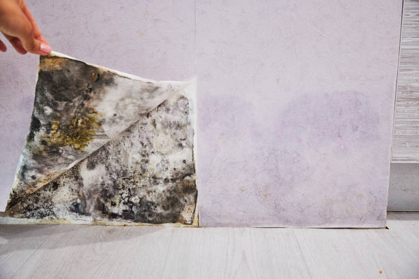 Best White Mold Remediation in Mount Sterling, IL